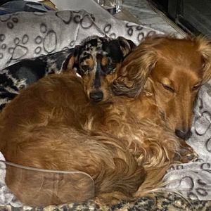 Meet your Posher, Sue-ann